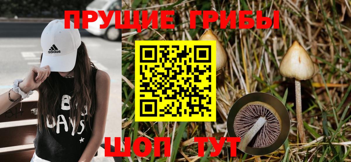 Галлюциногенные грибы Cubensis Великие Луки