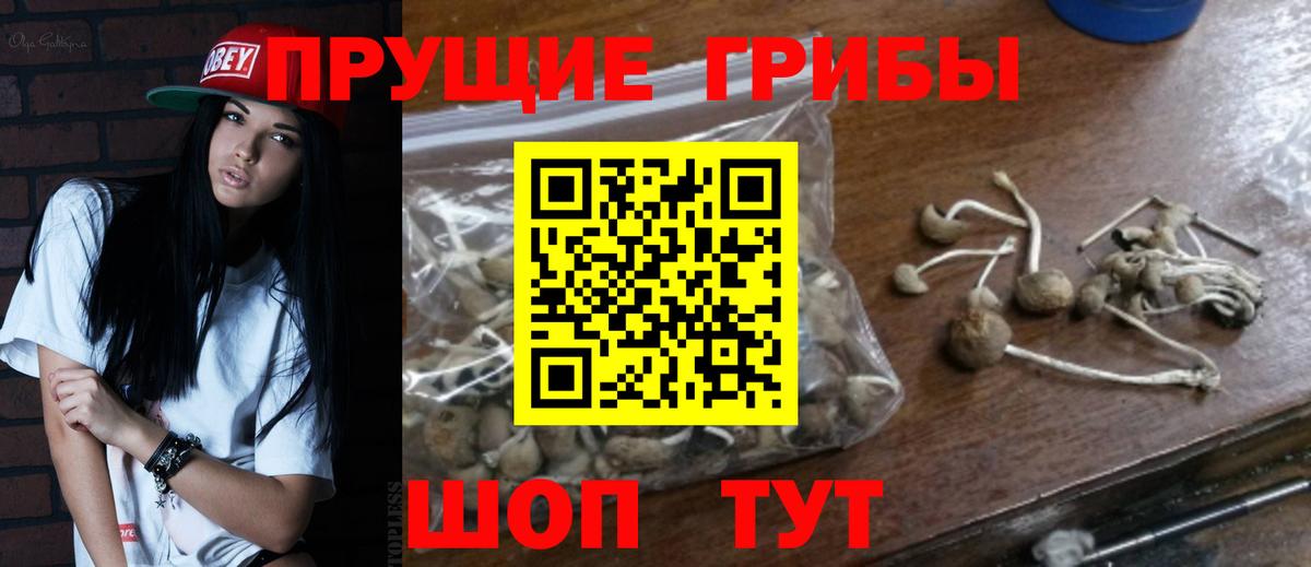 Псилоцибиновые грибы Cubensis  Великие Луки 